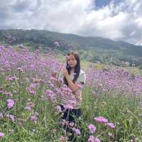 สวนดอกไม้ริมข้างทาง  ทุ่งบัวตอง แม่ฮ่องสอน