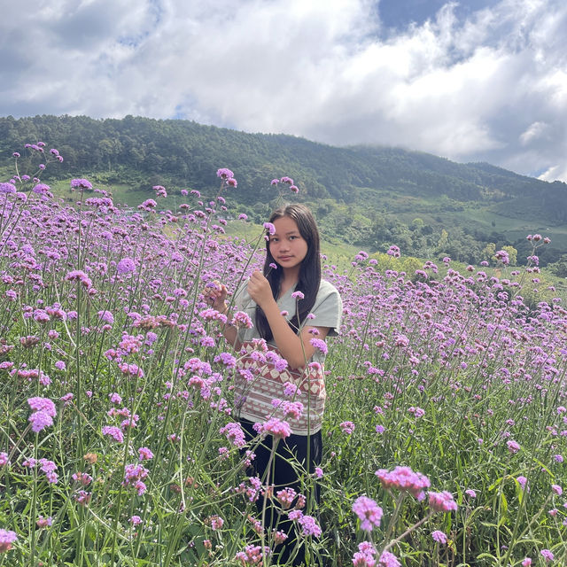สวนดอกไม้ริมข้างทาง  ทุ่งบัวตอง แม่ฮ่องสอน