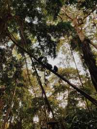 A Morning Adventure with Playful Monkeys in Ubud’s Sacred Monkey Forest