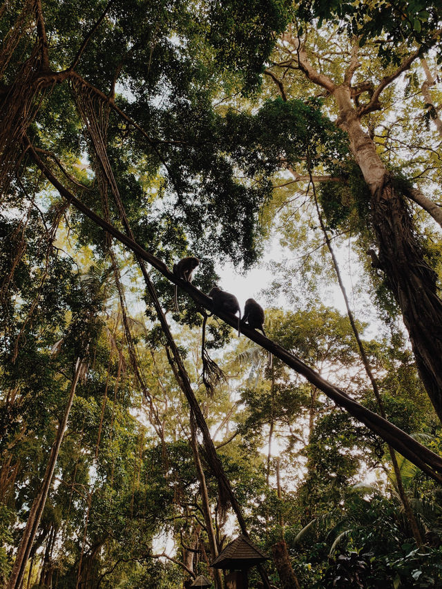 A Morning Adventure with Playful Monkeys in Ubud’s Sacred Monkey Forest