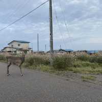 北海道の原風景「トドワラ」はまるで地の果てだった！