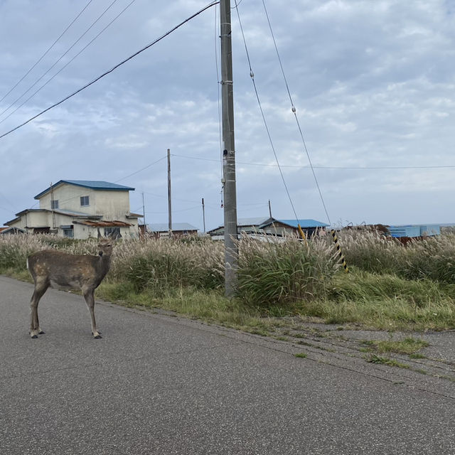 北海道の原風景「トドワラ」はまるで地の果てだった！