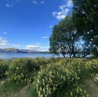 New Zealand most famous Tree: that Wanaka Tree