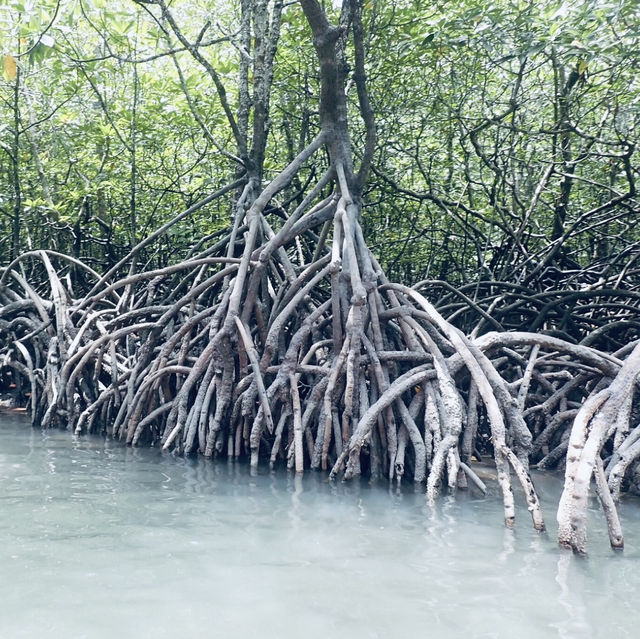 Kayaking Through the Mangroves of Kilim Geoforest Park