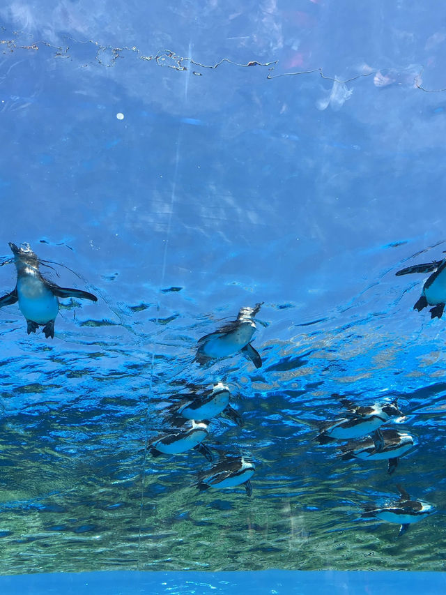 【東京🇯🇵】空飛ぶペンギンを見に行こう🐧