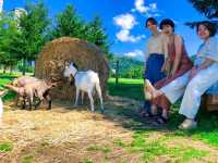 【北海道】自然と共に遊ぶ🌲トマム ファーム🐄