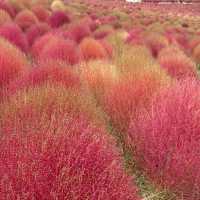 Let Nature’s Colour Paint Your Soul! -Hitachi Seaside Park