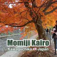 Momiji Kairo • Kawaguchiko 🇯🇵 Japan