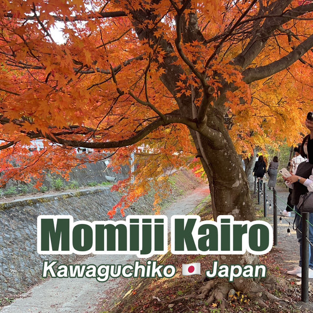 Momiji Kairo • Kawaguchiko 🇯🇵 Japan