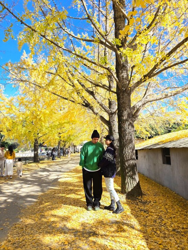 노랑 은행나무 감성 가득한 거창 의동마을💛