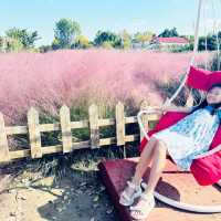 Pink Paradise: Pyeongtaek’s Autumn Gem