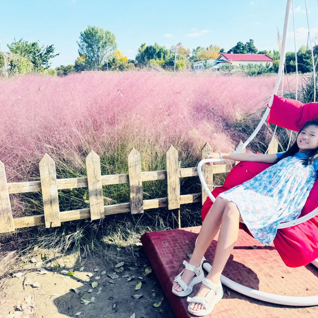 Pink Paradise: Pyeongtaek’s Autumn Gem