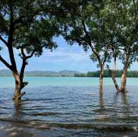 The Mangrove by Blu Monkey 🐵
