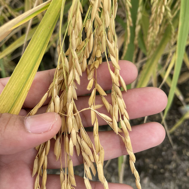 YELLOWISH PADDY FIELS SEKINCHAN 2024