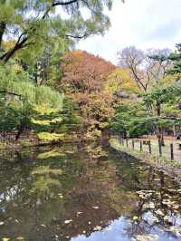 北海道　札幌観光　円山公園2024  紅葉の円山公園を散策してみた！
