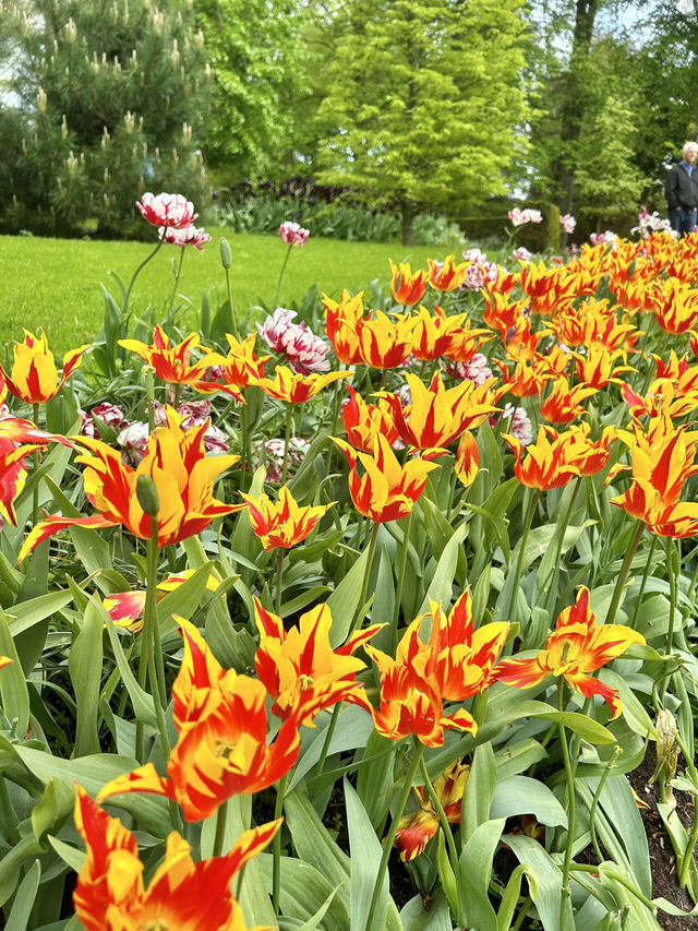 Step into a fairytale of blooms at Keukenhof next year spring.