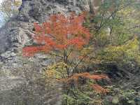 ใบไม้เปลี่ยนสีที่ Naruko Gorge 