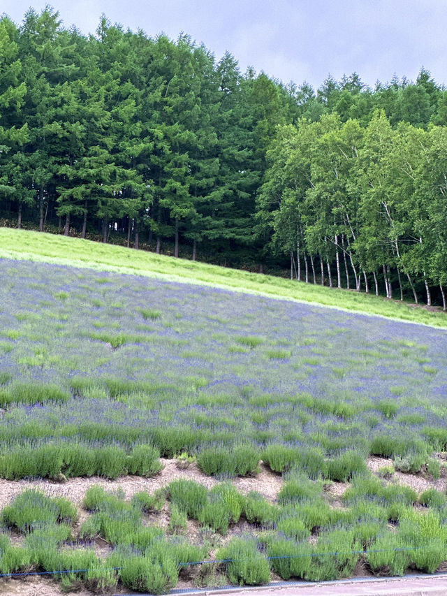 【北海道 富良野】6月2週目はラベンダー足りてなかった！夏前のファーム富田をお届け