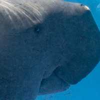 Coron 必追 Dugong!!!🤩