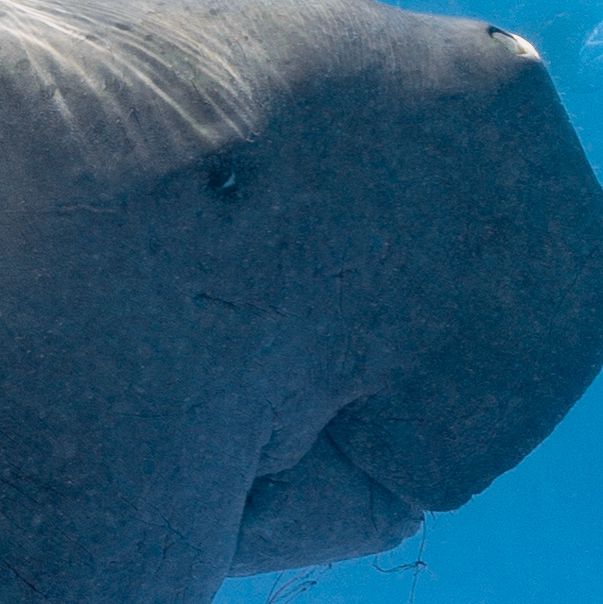 Coron 必追 Dugong!!!🤩
