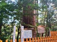 高千穗神社 在百年大樹下祈福的能量景點
