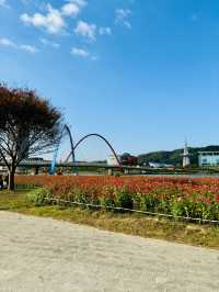 엑스포 수상공원 코스모스 군락지에서 가을 인생샷 