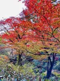 【茨城　花貫渓谷】
