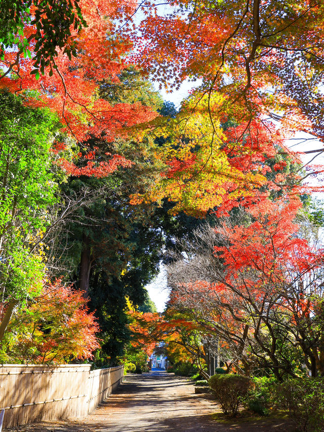 📍 【栃木 】天翁院 の美しい紅葉🍁