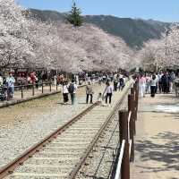 🇰🇷Jinhae : Cherry Blossom Festival🌸 (01.Apr.202