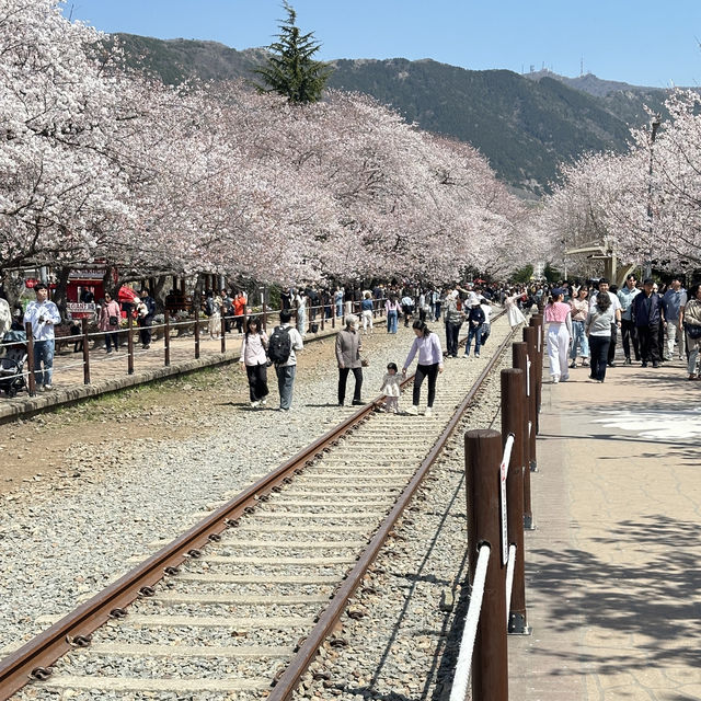 🇰🇷Jinhae : Cherry Blossom Festival🌸 (01.Apr.202
