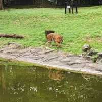 The Harimau Malaya