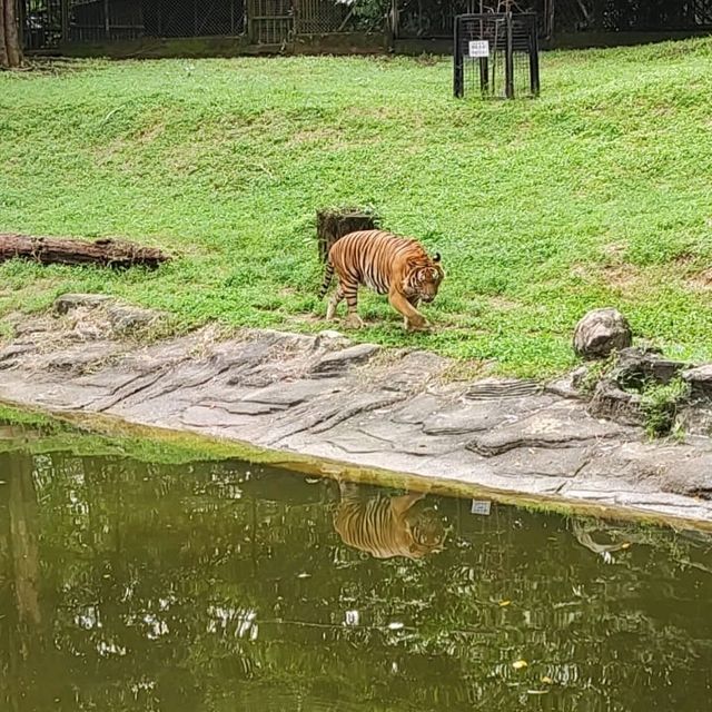The Harimau Malaya
