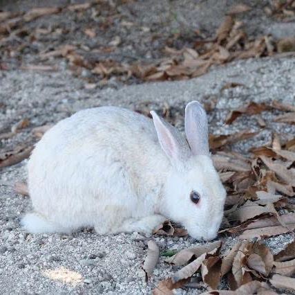 เกาะโอคุโนะชิมะ (Okunoshima) หรือ เกาะกระต่าย