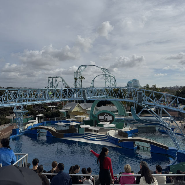 Orca encounter in Seaworld San Diego