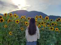 🇨🇦 加拿大西部太陽花田🌻