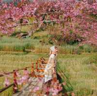 สะพานซากุระบ้านขุนวาง…เชียงใหม่🌸