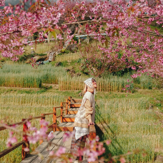 สะพานซากุระบ้านขุนวาง…เชียงใหม่🌸