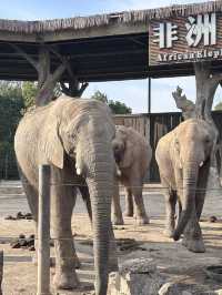 A Wild Adventure at Shanghai Wild Animal Park