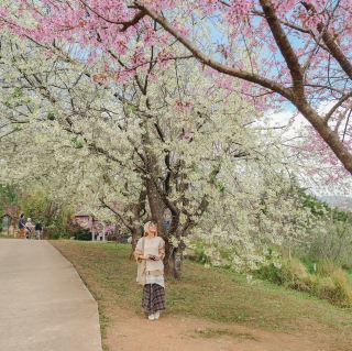 坤旺櫻花隧道