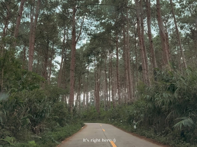 𝑫𝒐𝒊 𝑪𝒉𝒂𝒏𝒈  𝑪𝒉𝒊𝒂𝒏𝒈 𝑹𝒂𝒊 🍃  ดอยช้าง
