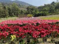 พามาฟิน คาเฟ่เปิดใหม่ Margaret Private Villa&Cafe