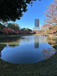飯田橋「小石川後樂園」賞楓