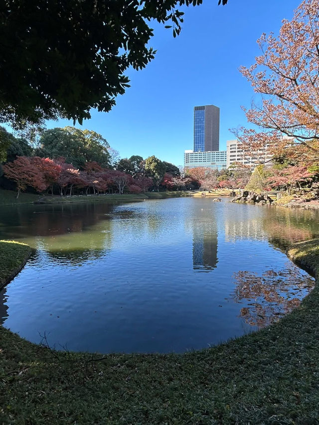 飯田橋「小石川後樂園」賞楓