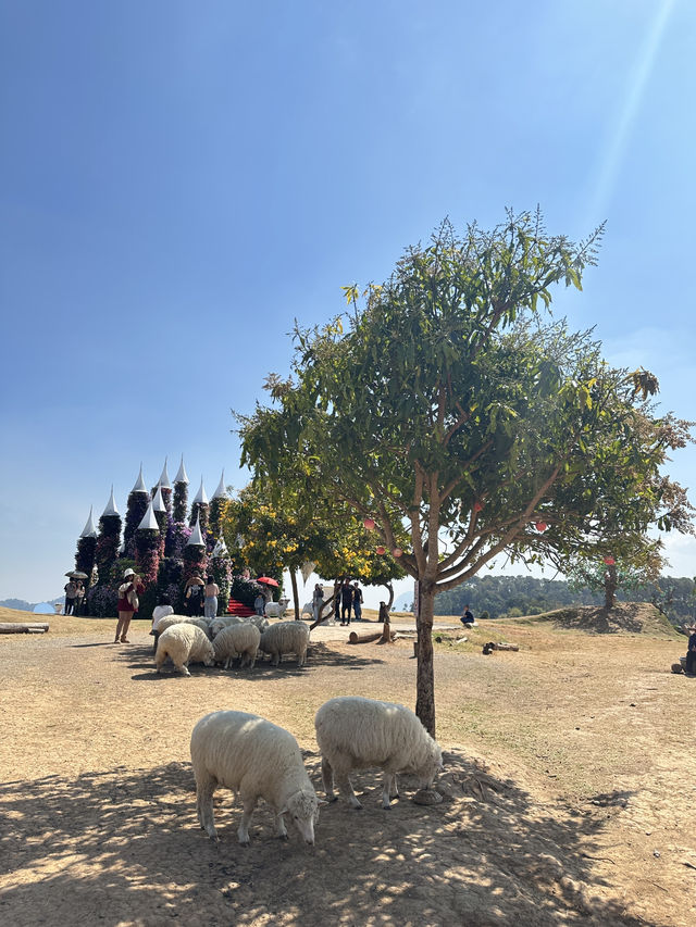 🐑 ม่อนแกะ เขาค้อ 🐏🐑🐑