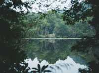 Tarkine Rainforest 