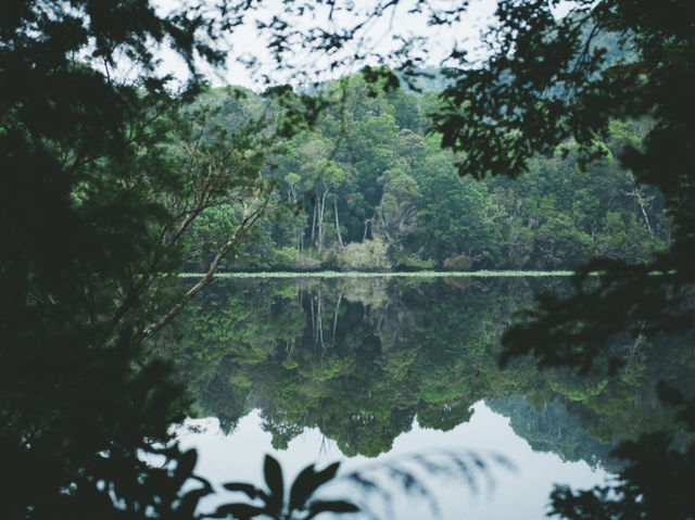 Tarkine Rainforest 