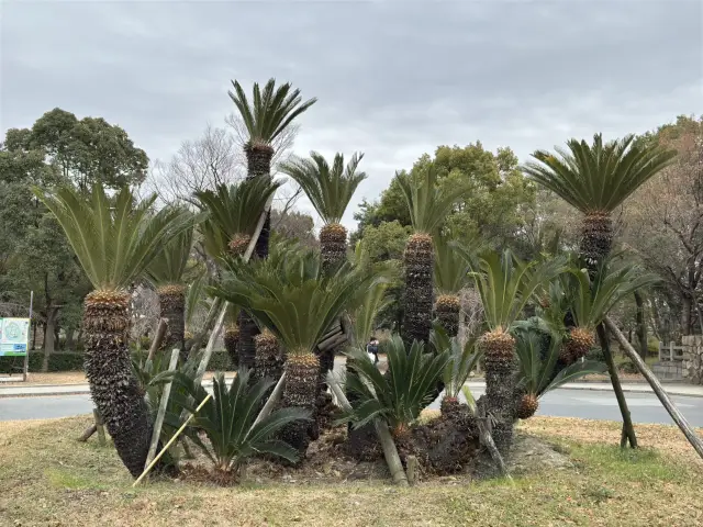驚豔大阪城梅林的春日魅力🌸