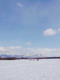 北海道で犬ぞり体験