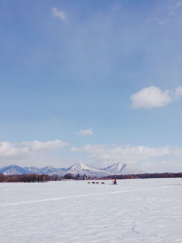 北海道で犬ぞり体験