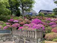 🇯🇵 東京超美杜鵑花神社🌺 🎐